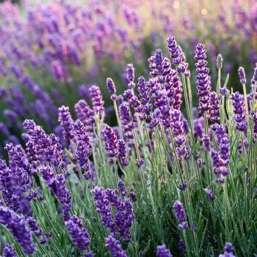 Succes med lavendel i haven